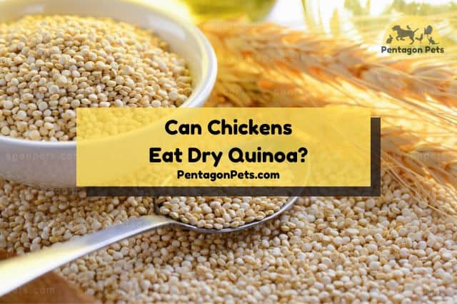 Dry quinoa