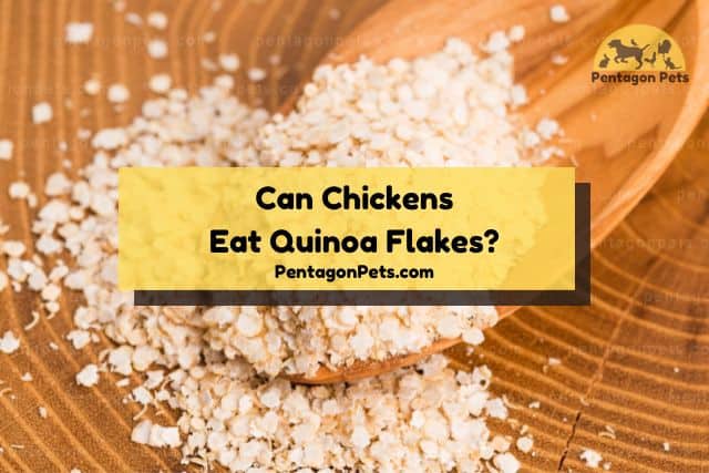 Quinoa flakes on wood table