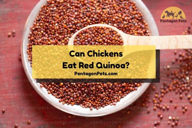 Bowl of red quinoa