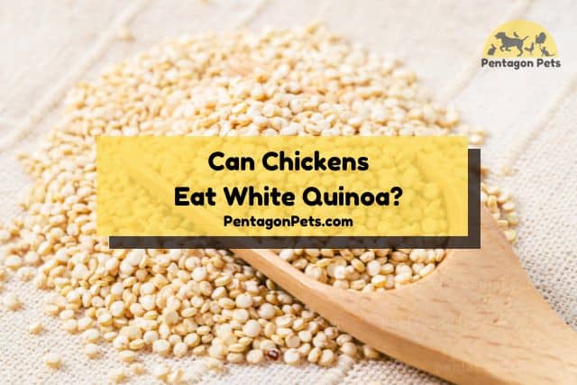 White quinoa on wood spoon