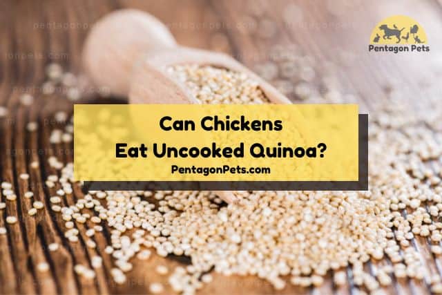 Uncooked quinoa