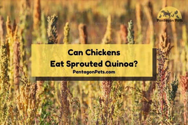 Quinoa sprouts