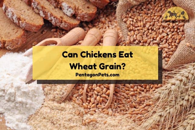 Wheat grain and flour