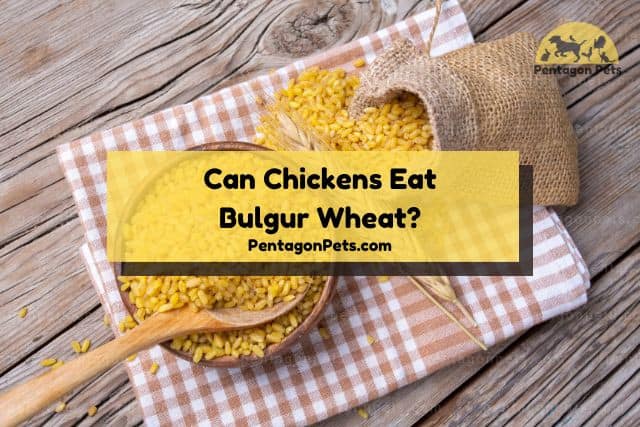 Bowl of Bulgur wheat