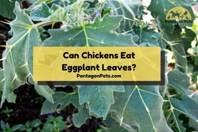 Eggplant leaves