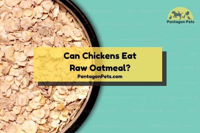 Bowl of raw oatmeal