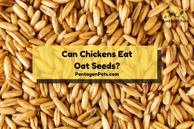 Close oat seeds