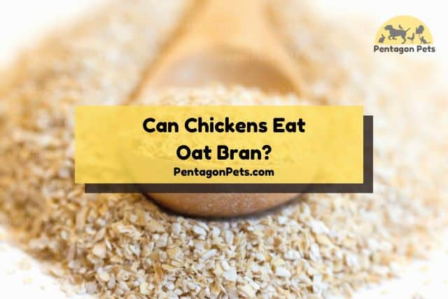 Close up of oat bran