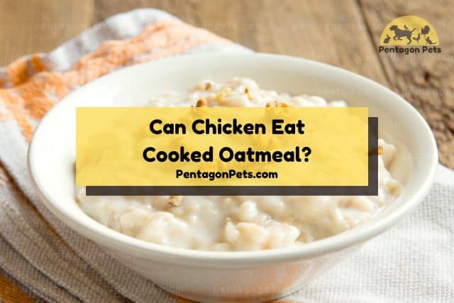 White bowl of cooked oatmeal