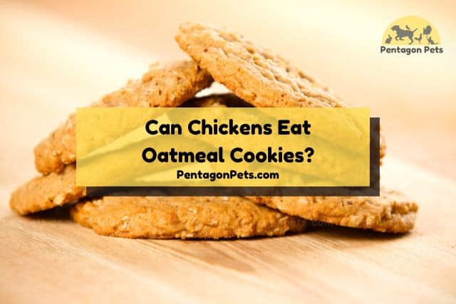 Oatmeal cookies on kitchen counter