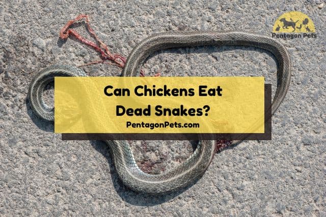 Dead snake on pavement