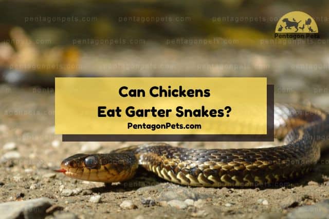 Garter snake looking for prey