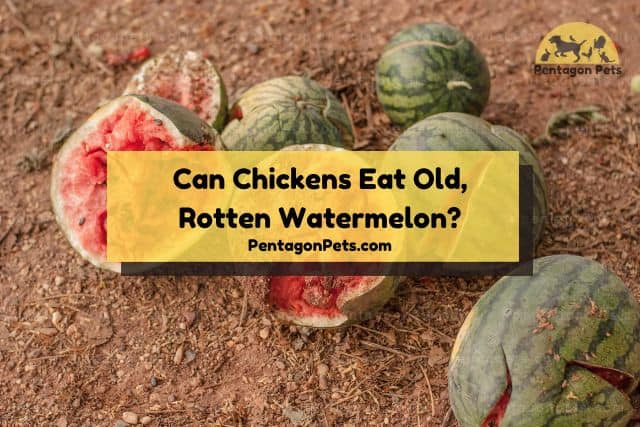 Rotten watermelons on dirt ground