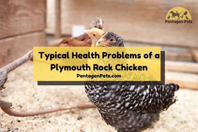 Plymouth Rock Chicken