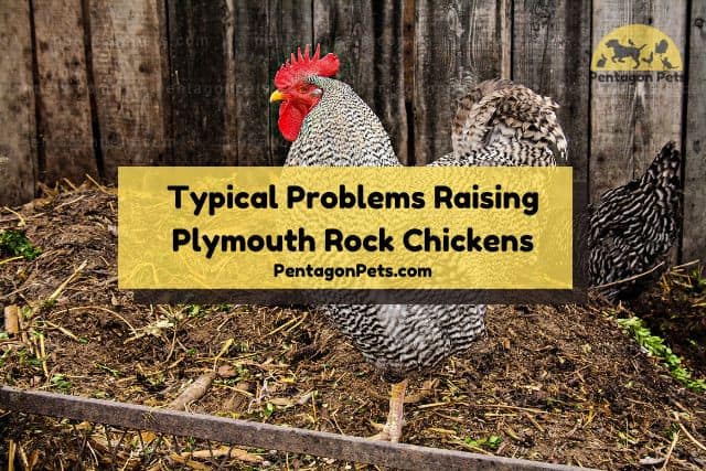 Plymouth Rock Chicken in a coop