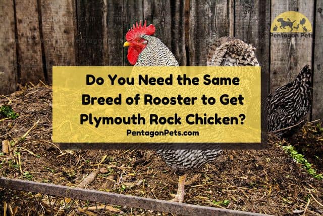 Plymouth Rock Chicken Rooster