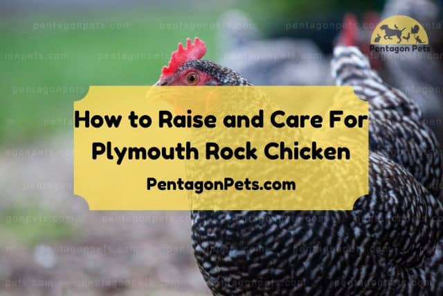 Plymouth Rock Chicken