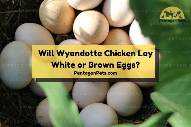 Wyandotte Chicken Eggs