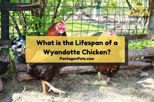Wyandotte Chicken Farm
