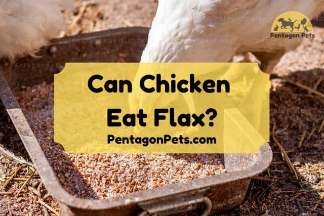 Chicken Eating Feeds ing a rectangle container