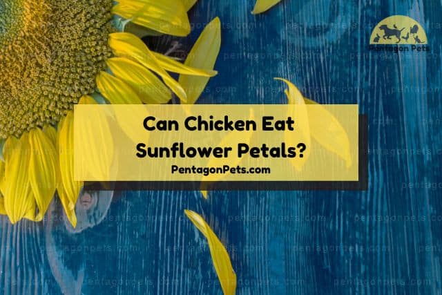 Sunflower petals in blue wooden background
