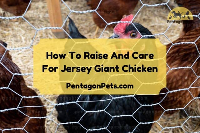 Jersey Giant Chicken inside fenced area
