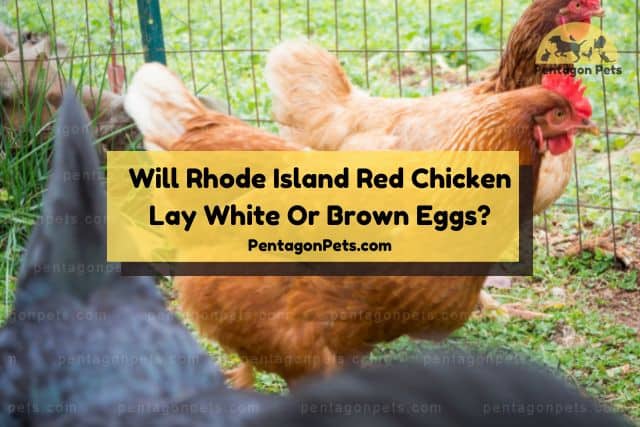 Rhode Island Red Chicken in chicken pen