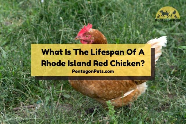 Rhode Island Red Chicken sitting on grass