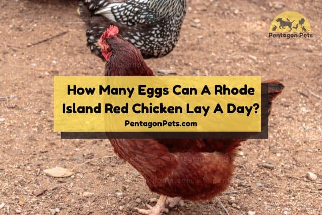 Free range Rhode Island Red Chicken