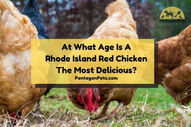 Rhode Island Red Chicken eating food off ground