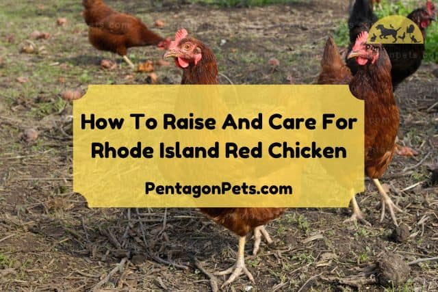 Rhode Island Red Chickens outside