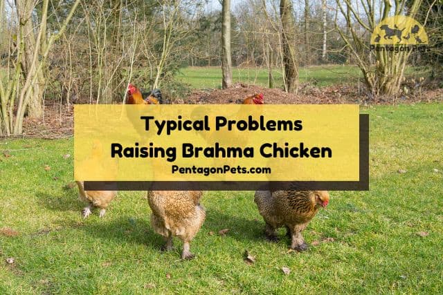 Free range Brahma Chicken