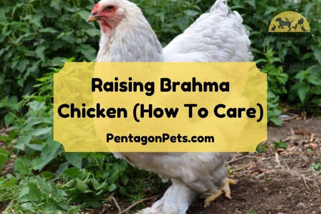 Brahma Chicken outside