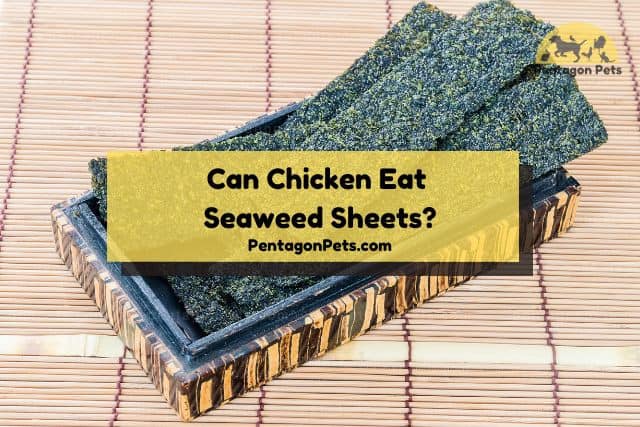 Seaweed sheets is rectangular container