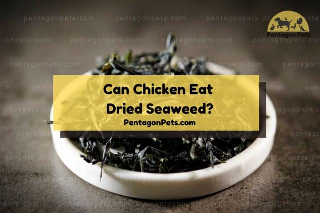 Seaweeds in white plate