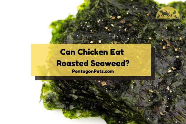 Seaweeds with sesame seeds