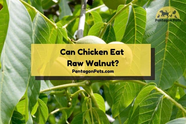 raw walnut in leaves
