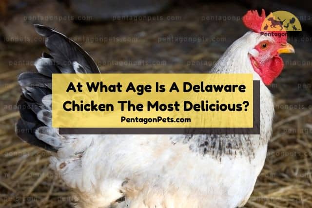Delaware chicken in shade