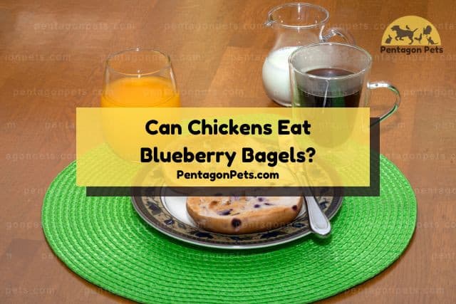 Blueberry bagel